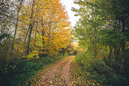 秋天的风景金色的树,秋天的叶子覆盖着森林中弯曲的小径图片