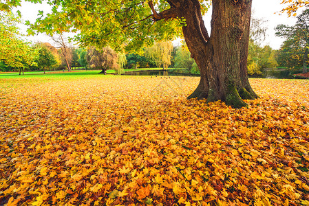 秋天的枫叶秋天的棵大树下,叶子覆盖着公园里的地,秋天的落叶背景图片