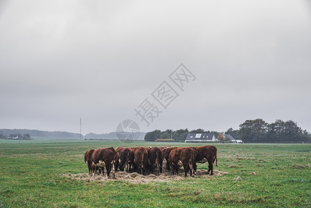 特氟林赫里福德母牛秋天的个绿色的田野上举行会议背景