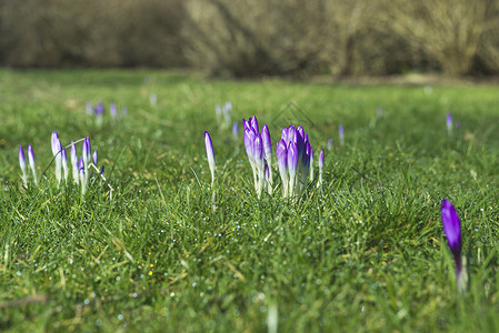 红花春天以紫色的颜色绽放公园里,公园里新鲜的青草图片