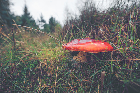 奥科特自然环境中种番泻蘑菇的特写镜头图片