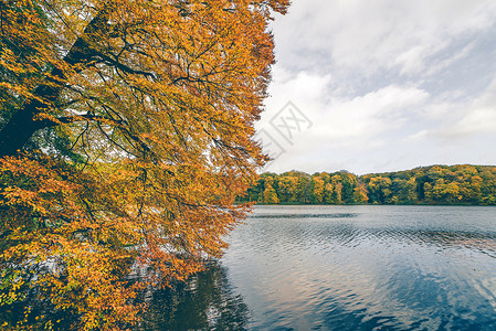 秋天的棵树,金色的秋叶挂湖上,背景深色的水五颜六色的秋色森林图片