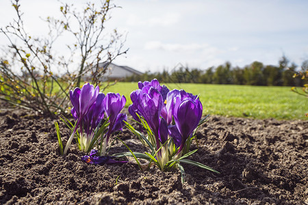 番红花春天,紫色的颜色花园花坛与土壤背景图片