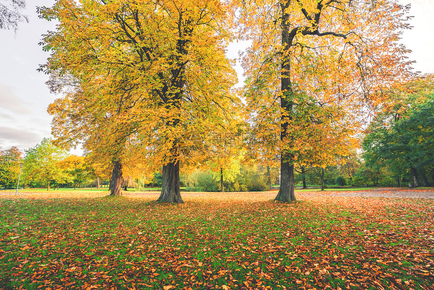 秋天的公园里,五颜六色的秋树上秋叶,十月的秋叶覆盖了地图片