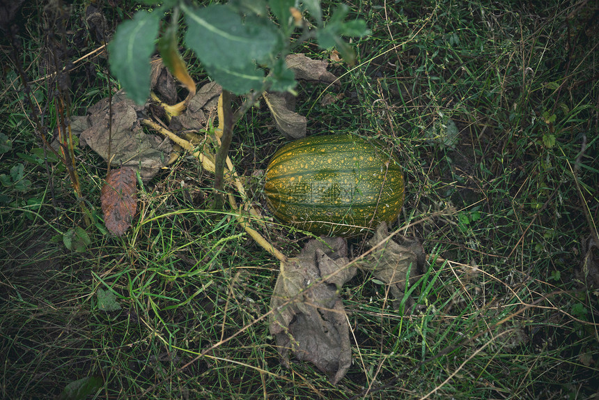 十月花园里的绿色南瓜图片