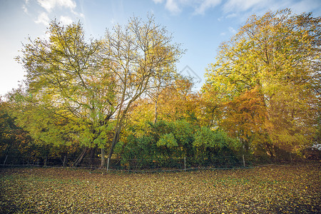 秋天的农村环境中五颜六色的树木,秋天的叶子上的田野上个电栅栏图片
