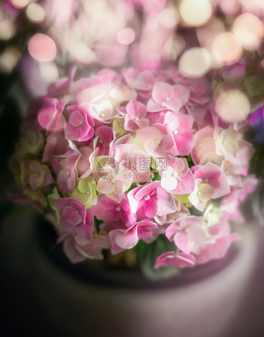 美丽的粉红色绿色绣球花盆栽上舒适的博凯照明,柔软图片