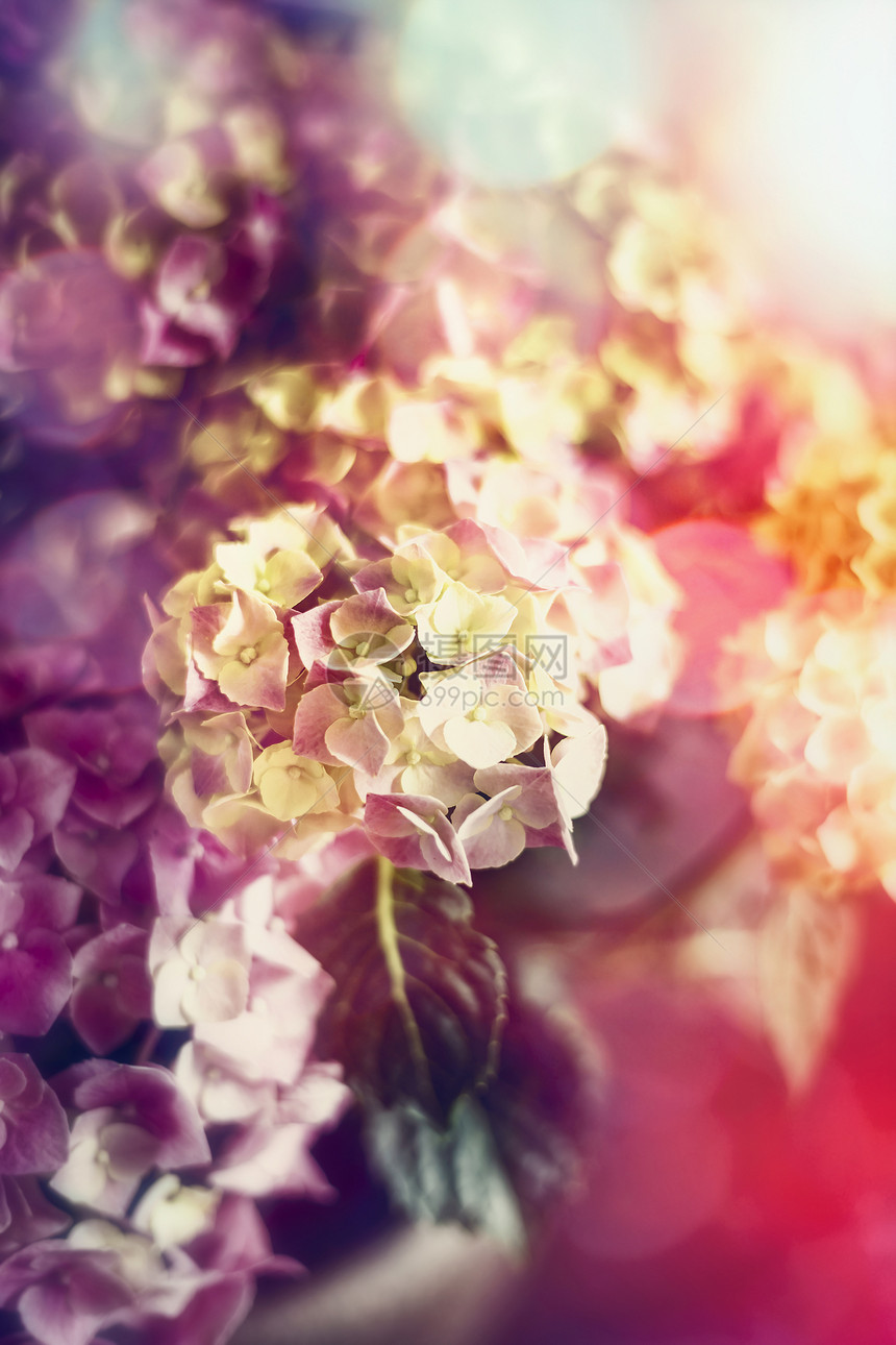 绣球花的奇妙开花,柔软图片