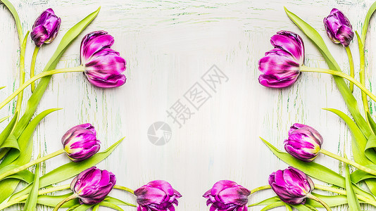美丽的郁金香框架白色的木制背景上,春天的花朵图片