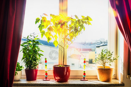 阳光明媚的日子里,温暖的房间窗户上红色的窗帘植物花盆家庭内部图片