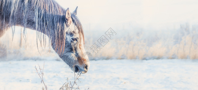 马头霜冻的冬日自然背景,横幅图片
