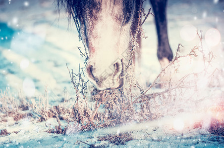 冬马吃草下雪,特写图片