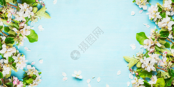 春天与春天的花枝蓝色绿松石背景,顶部视图,框架高清图片