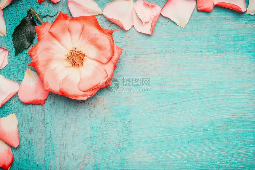 粉红色苍白的玫瑰,花瓣蓝色的绿松石背景上,顶部的景色爱,浪漫情人节的图片