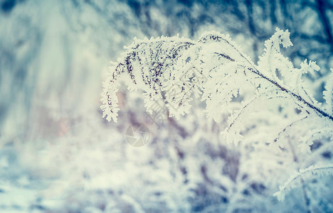 冬天的自然背景,草树枝覆盖着厚厚的霜雪图片