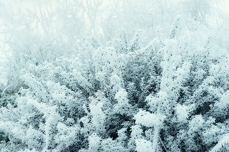 冬天的自然背景,树枝覆盖着白色的霜冻图片
