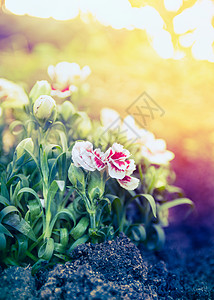 美丽的康乃馨花日落的阳光下,花园的床上,户外图片