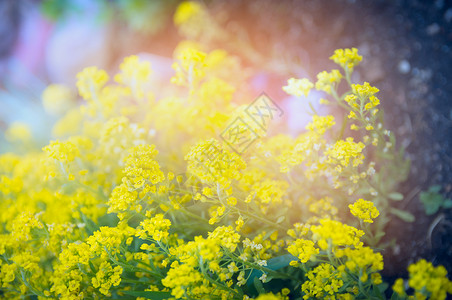 花园花日落的灯光下,户外的自然背景,特写图片