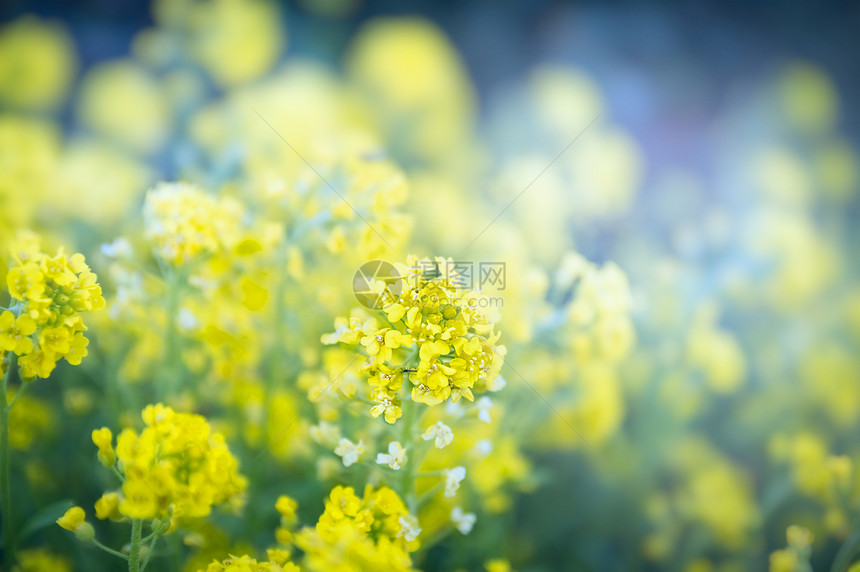 黄花花园公园开花,靠近图片