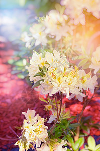 公园阳光下淡黄色杜鹃花丛的图片