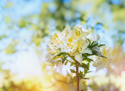 白色黄色杜鹃花盛开模糊的花园背景上图片