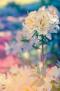 白色黄色杜鹃花花园里开花,色调图片
