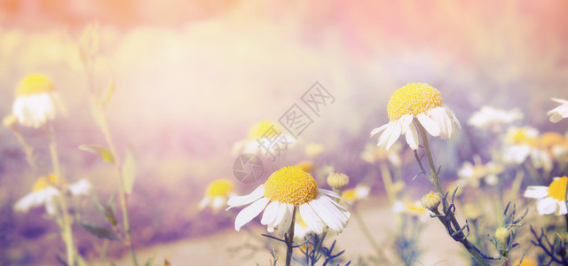 王尔德雏菊日落光自然背景,为网站,色调图片