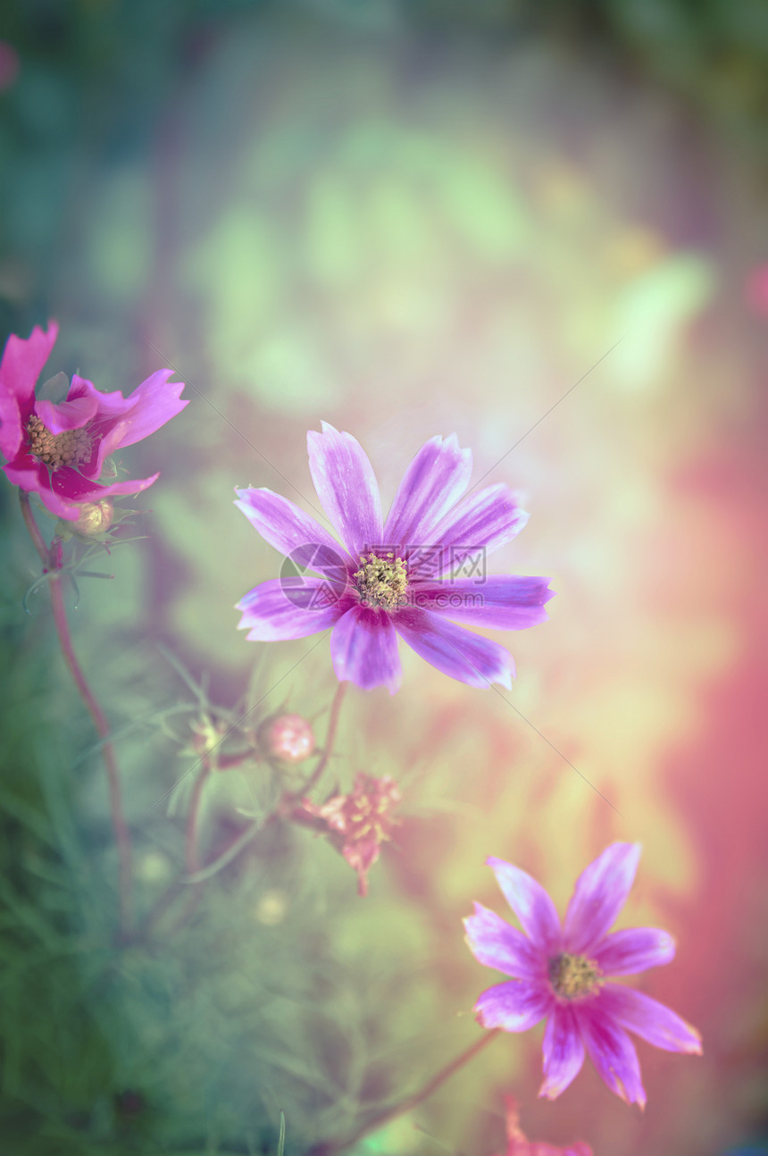 魔法花园背景上的粉红色花朵,色调图片