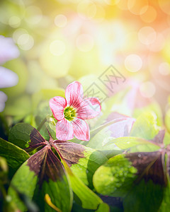 粉红色三叶草花模糊的花园背景上高清图片