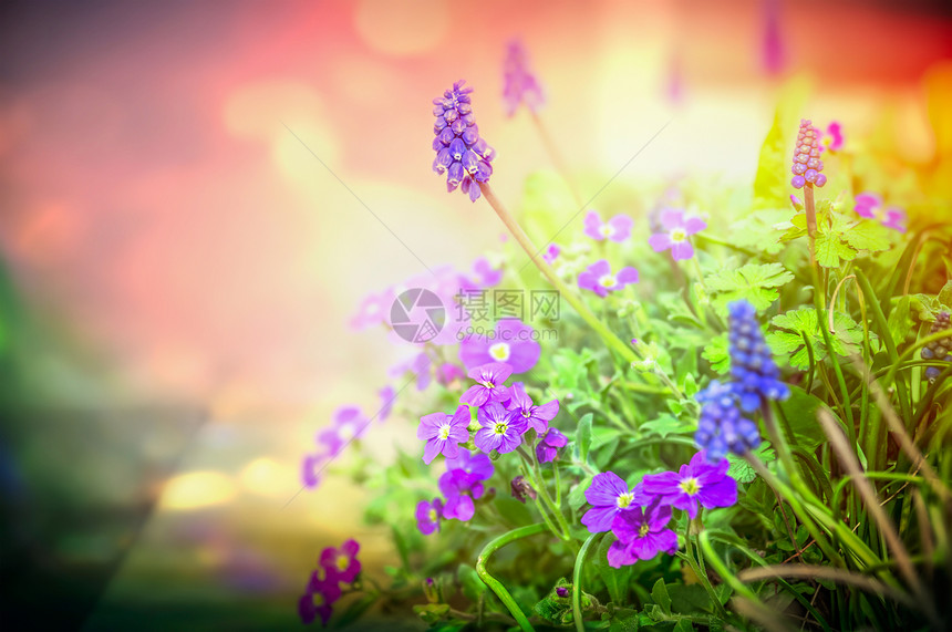 紫色的花园花背光上模糊的自然背景,特写,色调图片