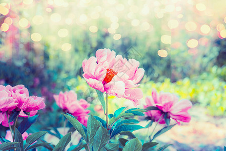 美丽的花卉花园与粉红色牡丹花,绿色博凯照明,夏季户外花卉自然背景背景图片