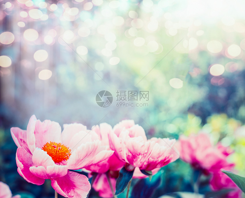 粉红色的花背景令人惊叹的粉红色牡丹花园公园开花,户外自然,图片