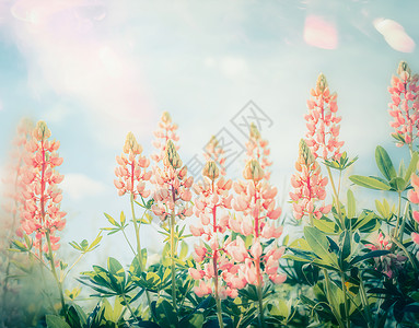 夏季美丽的花卉花园与粉蝶羽扇花盛开,户外自然背景图片