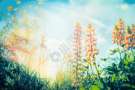 多彩羽扇豆花花园公园的天空背景下绽放的羽扇豆花,户外背景