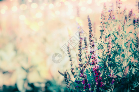 野生草本植物盛开,花卉户外自然背景图片