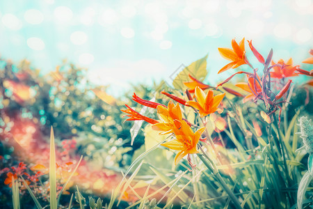 夏季花卉花园公园与百合花天空背景与阳光波克照明,户外自然背景图片
