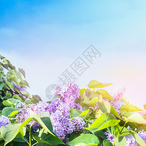 丁香花晴朗的天空背景上图片