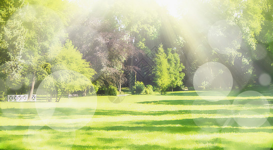 夏天模糊了自然公园的背景与阳光,草坪博克,网站图片