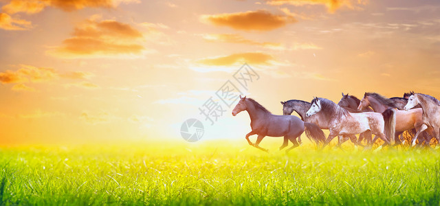 群马阳光明媚的夏季牧场上奔跑,日落的天空上,横幅网站图片