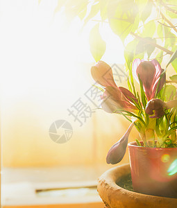 春天番红花窗户上的阳光,选择聚焦背景图片