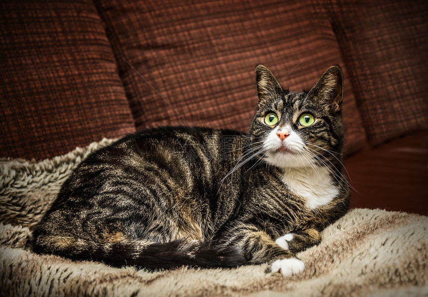 家猫猫躺家里的棕色沙发上图片