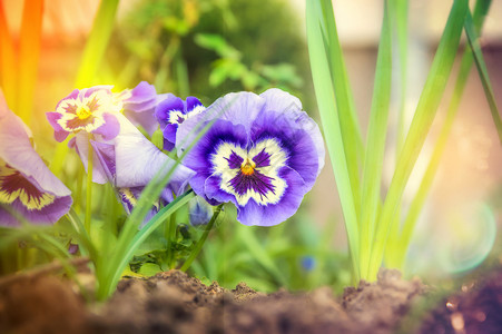 丁香心形花花园甜菜上阳光明媚的夏季花园,户外高清图片