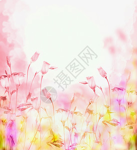边框素材紫色明亮的粉红色背景,铃铛花,花边背景