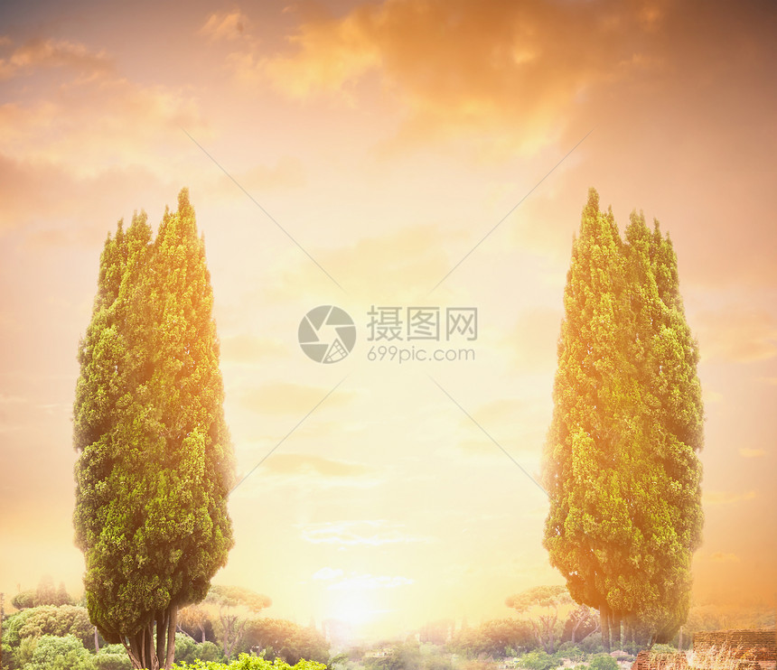 日落天空上的两棵柏树,自然背景图片