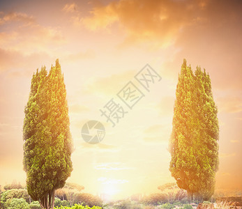 日落天空上的两棵柏树,自然背景图片