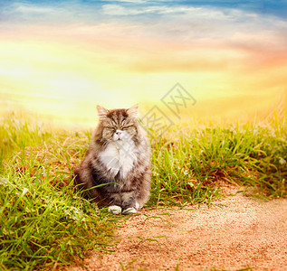 美丽的毛茸茸的猫大自然的草地上日落的天空图片