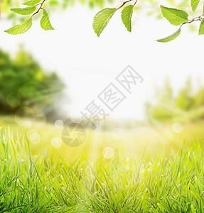 春夏自然背景与草,树木枝条与绿叶阳光与波克图片