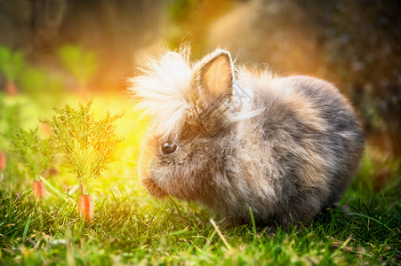 灰色兔子毛茸茸的复活节兔子阳光明媚的草地上,花园里胡萝卜背景