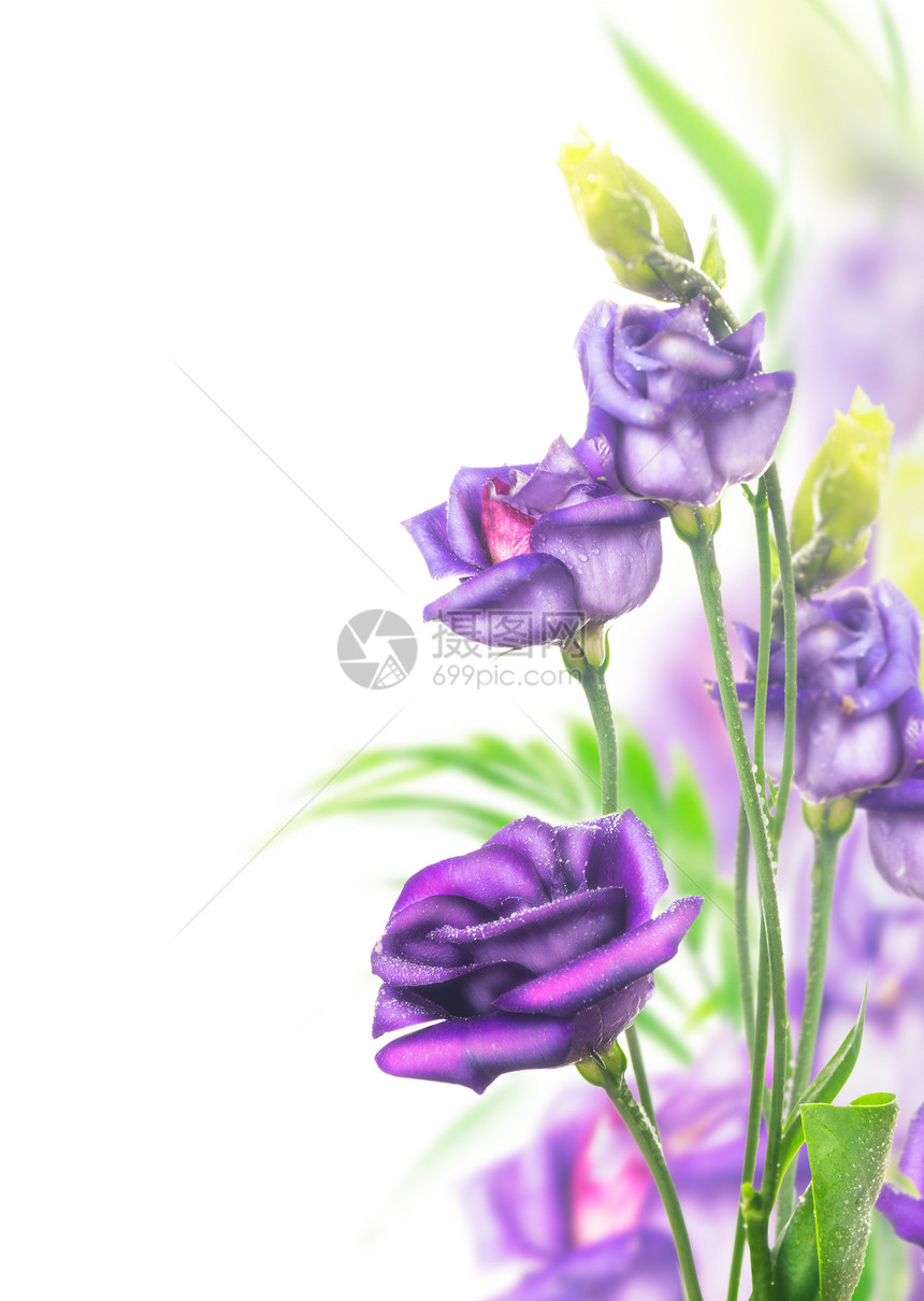 紫色的花白色的背景上图片