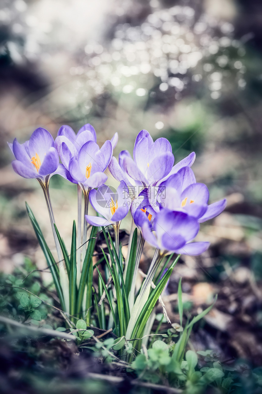 美丽的紫色番红花,春天的自然背景图片